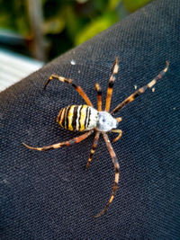 Close-up of insect