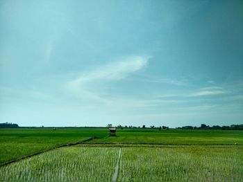 Scenic view of agricultural field against sky