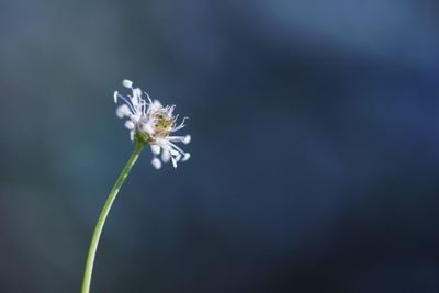 Close-up of white flowering plant