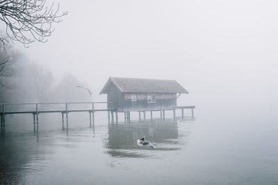 View of bird in lake during rainy season