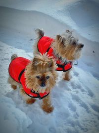 High angle view of dog on snow