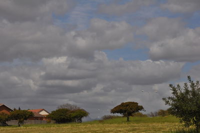 Scenic view of field against sky