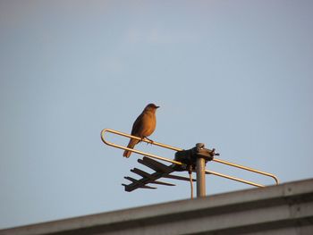 Low angle view of bird perching on roof against clear sky