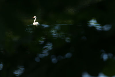 Swan swimming in lake