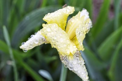Close-up of wet yellow flower