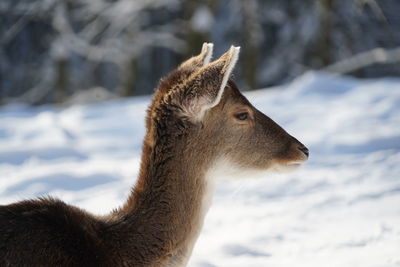 Close-up of deer