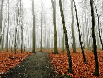 Trees in forest during foggy weather