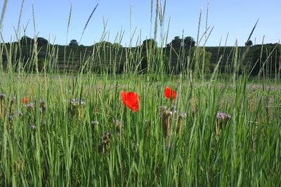 Close-up of poppy on field against sky