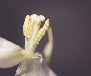 Close-up of flower against black background