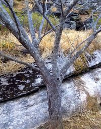 Close-up of bare tree in water