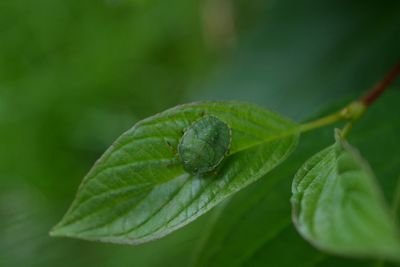 Close-up of green leaf on plant