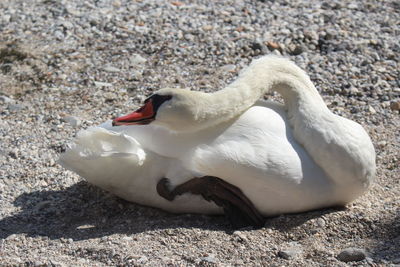 Close-up of swan