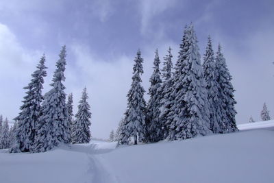 Snow covered pine trees against sky