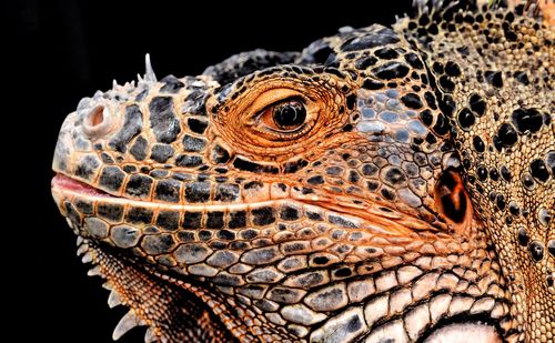 Close-up of lizard on black background