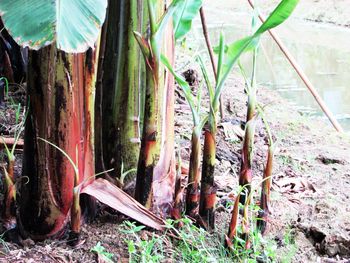 Close-up of tree trunk in field