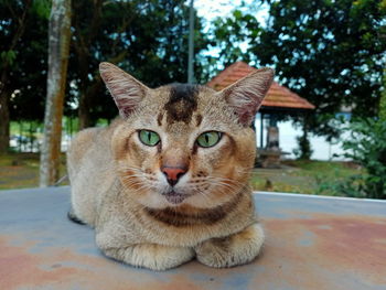 Portrait of cat by tree