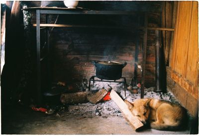 Dog sleeping by wood burning stove