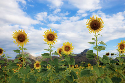 Close-up of sunflower on field against sky