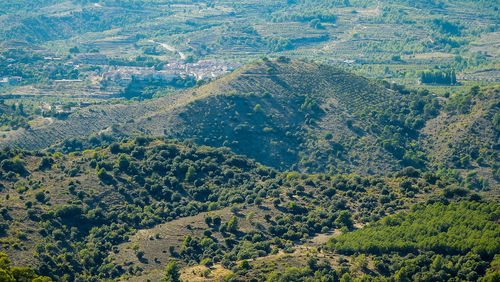 High angle view of trees on landscape