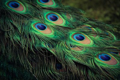 Close-up of peacock