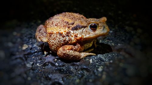 Close-up of frog on rock