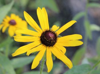 Close-up of yellow sunflower