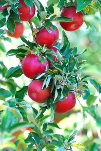 Close-up of cherries growing on tree