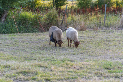 Sheep graze  seen in elsebruch, a lowland area near bünde in east westphalia.