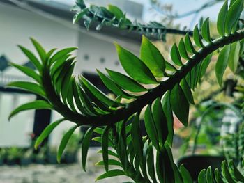 Close-up of plant