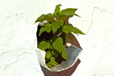 Close-up of plant