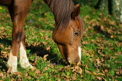 Horse eating in a meadow of leaves