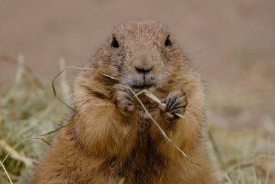 Close-up of prairie dog on field