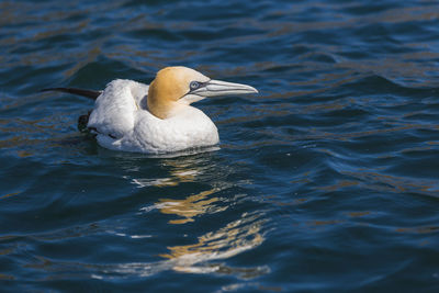 Close-up of gannet swimming in sea