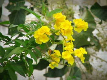 Close-up of yellow flowers blooming outdoors