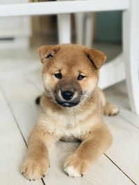 Portrait of dog relaxing on floor