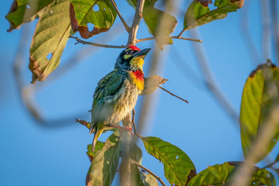 Low angle view of bird perching on branch