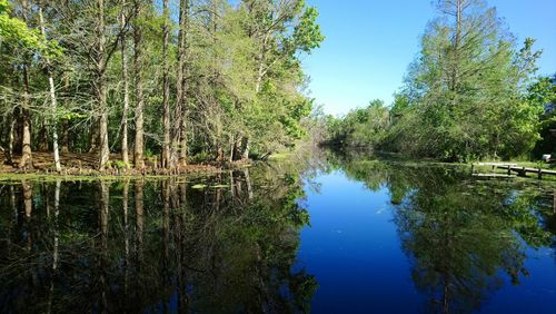 Reflection of trees in lake against blue sky