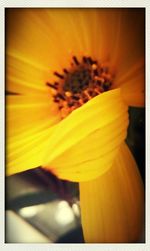 Close-up of yellow flower