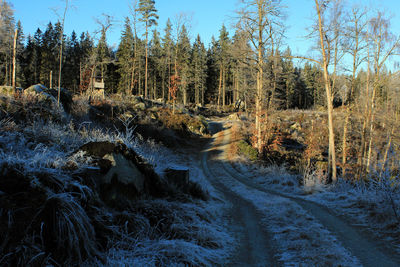 Panoramic shot of stream along trees