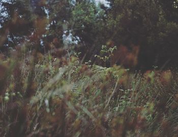 Close-up of fresh green plants in forest