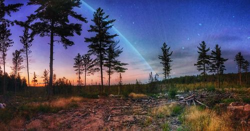 Panoramic view of trees in forest against sky at night