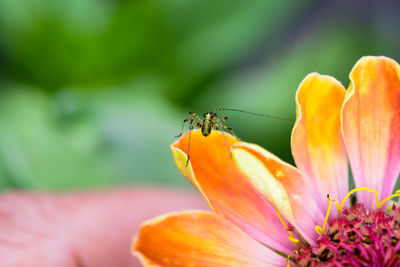 Close-up of insect pollinating on flower