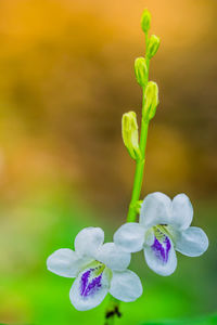 Close-up of purple flowering plant on field