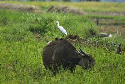 Bird perching on a field