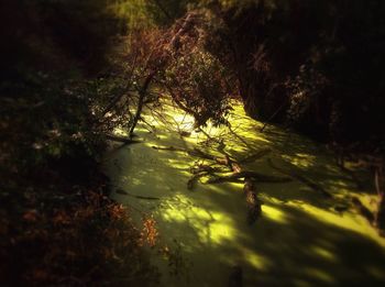 Trees in forest