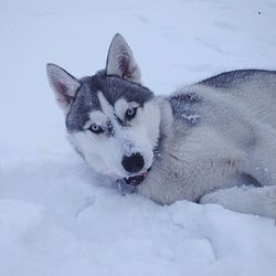 Portrait of siberian husky resting on snow covered field