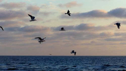 Seagulls flying over sea against sky