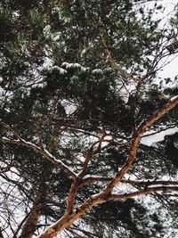 Low angle view of tree in winter