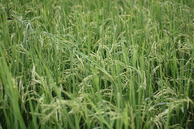 Rice plant on rice field.