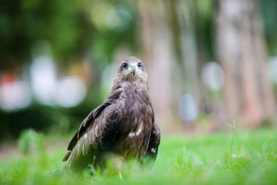 Close-up of a bird on field